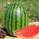 Long-cultivation lazy man watermelon seeds extra large seedless 8424 watermelon seedlings super sweet southern unicorn watermelon fruit and vegetable seeds rock sugar lazy man king seeds 50g filling/medium ripe