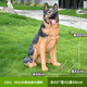 Wantang dog ornaments simulated German shepherd outdoor watchdog model big wolf dog sculpture living room courtyard balcony decoration craft 89 cm high sitting posture big German shepherd