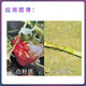Baiwo Baiwo Ruizhen Bacillus subtilis ginseng blight strawberry powdery mildew soil-borne root disease fungicide 50g