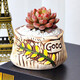 Jianshe Succulent Plant Potted Meat Office Desktop Novice Small Set Meal Green Plant Flower Cactus with Potted Diy Scenery Ten Premium Succulent Random + Long Wooden Basin + Nutritional Soil