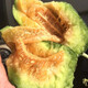 Zhongke Maohua Melon Fruit Seeds Bomei 94 muskmelon seed yield exceeds No. 9, a new early-maturing large horn-shaped thin-skinned variety with thick flesh. Bomei 94 muskmelon 100 pieces/bag, high yield and crispy