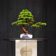 Junxinxin living room welcoming pine plant bonsai decoration indoor desktop simulation green plant potted artificial flowers hotel decoration art explosion pot-Jinqiu [small size]