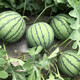 Zhongke Maohua melon and fruit seeds Zhongke Bingqilin watermelon seed improved 8424 Jingxin type replaces Meidu watermelon variety with crack resistance Zhongke Bingqilin 50 capsules/bag trial planting pack