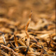 一杯香茶叶红茶头芽金骏眉特级武夷山250g礼盒装2025新茶散装自己喝送礼