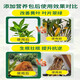 艾尚棵富贵竹营养液黄叶土培水养水培绿植物专用通的营养液花肥料怎么用 买2 送1【发3瓶】