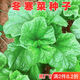Winter vegetable seeds, winter amaranth, Eastern Han cuisine, water chestnuts, high calcium vegetables, Sichuan autumn and winter potted garden vegetable seeds, fresh and beautiful winter vegetable seeds, 10 grams, about 2,000 pieces