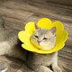 LISM Elizabethan collar for cats and dogs, pet dog and cat headgear collar, S size neck collar, anti-licking and biting neck collar, shame circle, S size, thickened version, suitable for 3-6 Jin Jin is equal to 0.5 kg inner cat