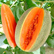 Shouhe Xinjiang Hami Melon Seeds Southern and Northern Early-maturing Super Sweet Xiangfei Reticulated Honeydew Melon Shouhe Xiangyang Hami Melon Seeds 30 capsules 3 high sugar