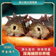 Ginseng Xiaomei Dalian Instant frische Meeresgurke 350 g*3 Beutel 1050 g Gesamt 21-30 Köpfe direkter Haare von der Quelle