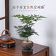 Asparagus potted green plants flowers bonsai plants indoor living room hydroponic Asparagus pine cloud bamboo Asparagus large seedlings evergreen all year round Asparagus 1 piece original pot original soil ball delivery height 15-25cm