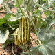 Zhongke Maohua melon and fruit seeds Bomei 91 melon seeds flower skin green flesh peel high toughness Boyang series 91 type resistant to transportation Bomei 91 500 capsules/bag large-scale planting