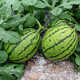 Shouhe fruit seeds early spring ruby gift watermelon 2k small watermelon thin skin sweet spring planting balcony potted spring and autumn early spring ruby watermelon seeds 60 capsules/70% of the candidates