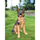 Wantang dog ornaments simulated German shepherd outdoor watchdog model big wolf dog sculpture living room courtyard balcony decoration craft 89 cm high sitting posture big German shepherd