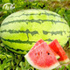 Shouhe Watermelon Seed Collection Qilin Meidu 8424 Suitable for the South Sweet Lazy Man Watermelon Seeds 50 capsules