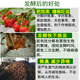 Yifuyuan peanut bran starter water fertilizer rapeseed cake organic fertilizer decomposed liquid fertilizer special oil dried em strain brown molasses EM peanut bran starter (1 bag)
