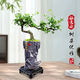 Fujian Tea Posse Plant Floating Branches Green Plantes intérieures Plante de pot Falai