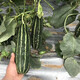 Zhongke Maohua Melon Fruit Seeds Bomei 94 muskmelon seed yield exceeds No. 9, a new early-maturing large horn-shaped thin-skinned variety with thick flesh. Bomei 94 muskmelon 100 pieces/bag, high yield and crispy