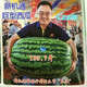 Extra large watermelon seeds, high yield, super sweet, early maturing, four seasons, giant lazy melon king, few seeds, giant dragon watermelon vegetable seeds, giant large fruit watermelon seeds (high sugar and super sweet), original factory packaging, 3 packs of exquisite products, about 150 seeds