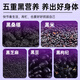 Beijing Tongrentang Wu Black Tea 120g black sesame, black beans, black wolfberry, mulberries, hair and hair stay up late to soak in water health tea
