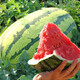 Long-cultivation lazy man watermelon seeds extra large seedless 8424 watermelon seedlings super sweet southern unicorn watermelon fruit and vegetable seeds rock sugar lazy man king seeds 50g filling/medium ripe