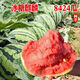 Big and sweet 8424 Kirin seeded watermelon seeds, extra large four-season vegetable and fruit seeds, original, about 250 pieces, affordable 989# rock sugar Kirin 8424 watermelon seeds
