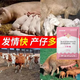Luan Magnetic Sow Hair Qing Veterinary Use to Promote Pregnancy and Promote Emotion Sows Do Not Have Hair to Promote Pregnancy and More Litters Sow Health Feed Added Sow Hair Qing 1 Bag 50g
