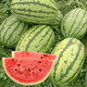 Shouhe Watermelon Seed Collection Qilin Meidu 8424 Suitable for the South Sweet Lazy Man Watermelon Seeds 50 capsules