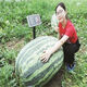 Extra large watermelon seeds, high yield, super sweet, early maturing, four seasons, giant lazy melon king, few seeds, giant dragon watermelon vegetable seeds, giant large fruit watermelon seeds (high sugar and super sweet), original factory packaging, 3 packs of exquisite products, about 150 seeds