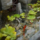 Shengyaqi rockery waterfall self-circulating flowing water landscape fish pond tank balcony terrace courtyard garden outdoor feng shui wheel landscaping 5010[19070155CM high]