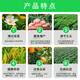Plant growth regulator 28 epibrassinolide plant growth regulator for wheat, soybeans, vegetables and fruit trees to promote differentiation, rooting and seedling strengthening agent 28 epibrassinolide 500ml*1 bottle
