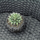 Planet on the tree Planet Plant Snow Agaveaceae succulent plant Large potted flower Snow Diameter 10-12cm No potting