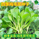 全新鸡毛菜种子 四季播种抗热耐寒蔬菜种子小白菜籽小青菜籽 鸡毛菜种子-四季新品种发芽率90% 原装1包约1098粒【划算】