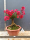 Hermosa fruta casada Flor roja Cruciferum ¡Pila antiguo Bonsai Red Rocket cien días Balcón Rojo Balcón Jardín Flor Flora de injerto Flor roja 679 bien con planta en maceta