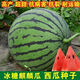 Big and sweet 8424 Kirin seeded watermelon seeds, extra large four-season vegetable and fruit seeds, original, about 250 pieces, affordable 989# rock sugar Kirin 8424 watermelon seeds