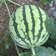 Zhongke Maohua melon and fruit seeds Zhongke Bingqilin watermelon seed improved 8424 Jingxin type replaces Meidu watermelon variety with crack resistance Zhongke Bingqilin 50 capsules/bag trial planting pack
