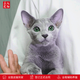 Zhuanmiao Soviet-style purebred Russian blue cat kitten live green-eyed cub domestic pet cat pedigree Russian blue cat