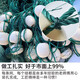 Guangtai 1-finger 2-finger 3-finger 4-finger pull net fishing net pull net drag net clear pond fishing net partition net fish net 12 strands mesh 2 fingers 3 meters high 30 meters long unfolded height is 2.1 meters