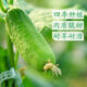 Tangshan Autumn Melon Seeds Fruit Cucumber Flower Melon Balcony Potted Plants for Four Seasons Field Use High-yielding Cucumber Vegetable Seeds Tangshan Autumn Melon Seeds Selection Two Packs About 100