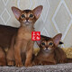 The Abyssinian cat kitten purebred pet cat Ancient Egyptian imperial cat home with ideal pet competition grade [Boutique Abyssinian cat]