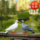 Huixiang creative outdoor garden courtyard balcony decorative ornaments handicrafts simulation animal sculpture dove ornaments a pair of white doves