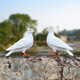 Huixiang creative outdoor garden courtyard balcony decorative ornaments handicrafts simulation animal sculpture dove ornaments a pair of white doves