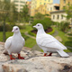 Huixiang creative outdoor garden courtyard balcony decorative ornaments handicrafts simulation animal sculpture dove ornaments a pair of white doves