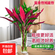 Lucky Double Color Lucky Bamboo Hydroponic Plants Mixed with Green Plants and Flowers for Buddha Good Luck and Wealth Red Vermilion Banana Chinese Valentine's Day Red Vermilion Banana + Lucky Bamboo 60CM (8 Branches)