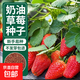 Four Seasons Cream Strawberry Seeds Spring and Autumn Home Balcony Potted Plants for Beginners Easy to Grow Fruit Red Strawberry Seeds Cream Red Strawberry Seeds/pack of about 100 seeds 5 packs of about 500 seeds