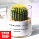 Succulent plant cactus potted indoor succulent cactus small potted flowering cute desktop green plant gold crown + glass pot + gold sand + nutrient soil with pot
