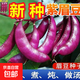 High-yielding purple lentils, purple eyebrow beans, red eyebrow bean seeds, balcony potted red Emei bean vegetables, easy to germinate in the field, purple eyebrow bean seeds, 2 packs of about 20 capsules