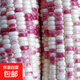 National Approval Super Sweet Colorful Waxy Corn Seeds Flowery Waxy Corn Seeds Colorful Cloud Sweet Waxy Corn Farmers High Yield National Approval Colorful Waxy Corn Seeds 2 Packs About 100 Grains