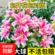 Perfume lily bulbs with buds bloom all year round, indoor and outdoor balcony multi-headed lilies are cold-resistant and easy to grow, pink, shipped with buds, 5 balls (cheaper)
