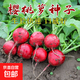 Four seasons popular radish seeds, radish seeds, balcony four-season potted vegetable seeds, red cherry radish seeds, 1 pack, about 300 pieces