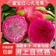 Jindu No. 1 Red Heart Pitaya, Mibao Fresh Honey, Pregnant Women’s Treasure, Red Meat, Seasonal Fruit, Red Dragon Fruit, Large Fruit, 3 pieces, single fruit starting from 200g